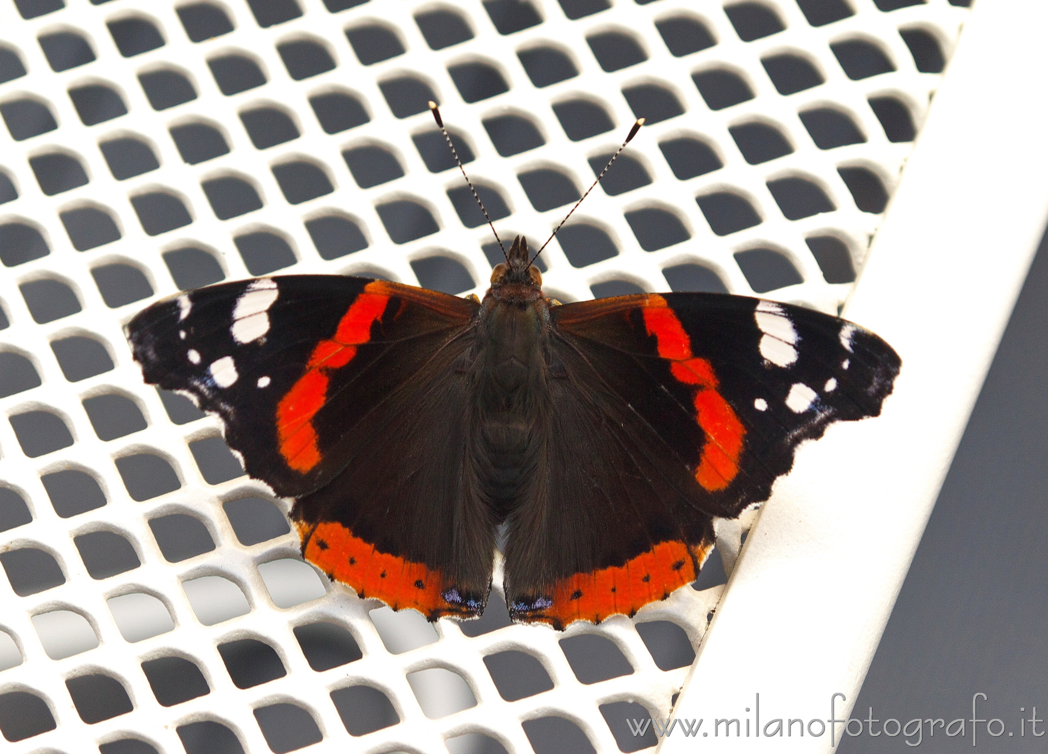 Milan (Italy) - Vanessa atalanta at Bar Bianco in Sempione Park